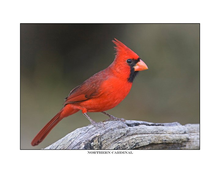 1983 norther cardinal.jpg - birds, photos, avian, nature, photography, fotos, images
